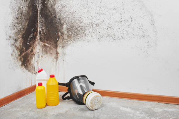 Best HVAC Mold Remediation in Huntertown, IN