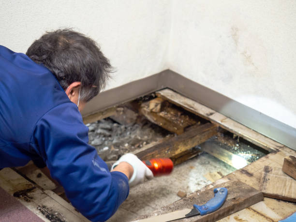 Best HVAC Mold Remediation in Huntertown, IN