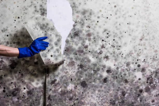 Best Basement Mold Remediation in Huntertown, IN